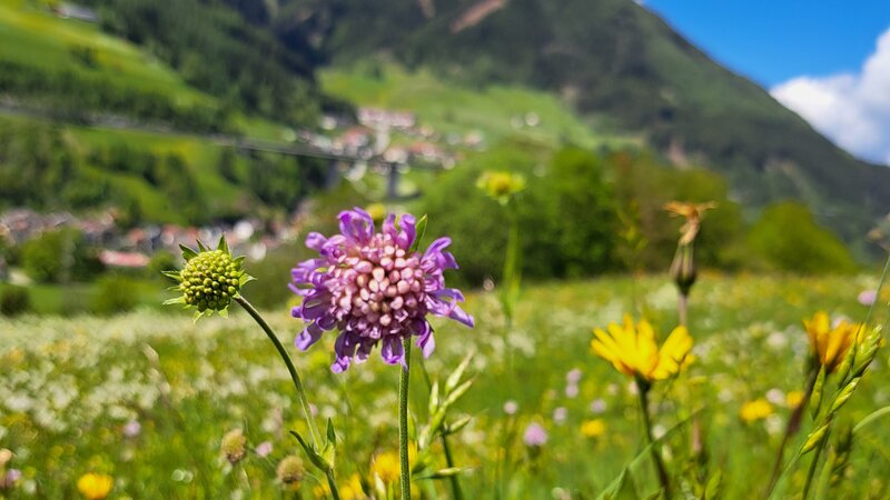 Blumen auf Wiese