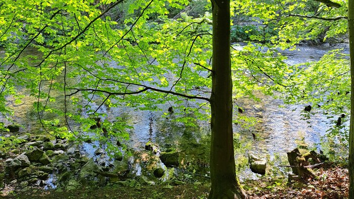 Frühling am Teich - Wanek