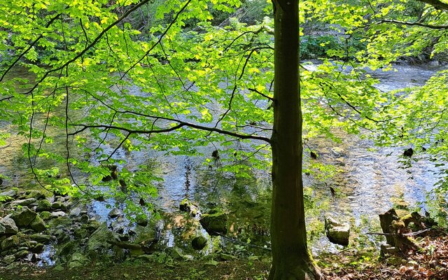 Frühling am Teich - Wanek