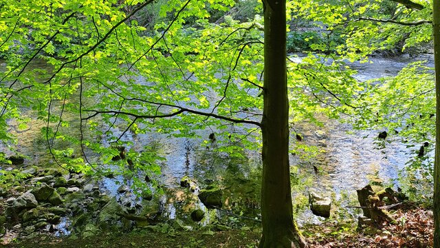 Frühling am Teich - Wanek