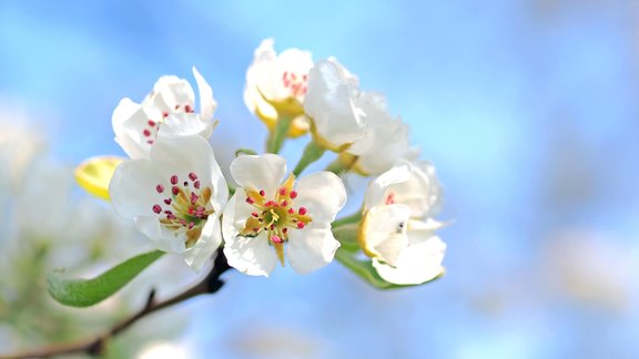 Apfelblüten - Foto: Kie-ker/pixabay