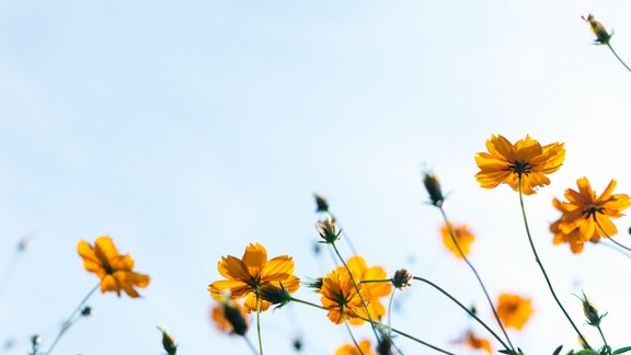 Gelbe Blumen - Foto:Komori/unsplash